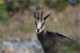 <p>KAMZÍK HORSKÝ (Rupicapra rupicapra) Lužické hory, Studenec ---- /Chamois - Gämse/</p>
